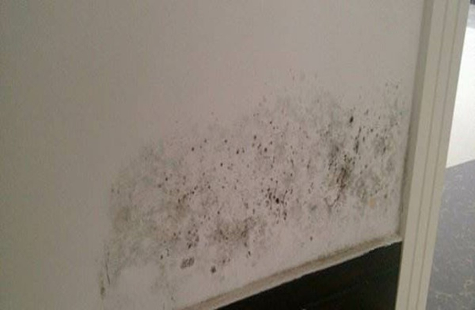 告别医院墙面霉变!塑立得抗菌涂料防霉效果超神 告别医院墙面霉变!塑立得抗菌涂料防霉效果超神